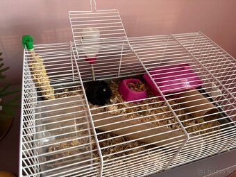 Škrečkovia samci - 3