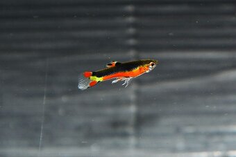 Spoločenské rybky - 3