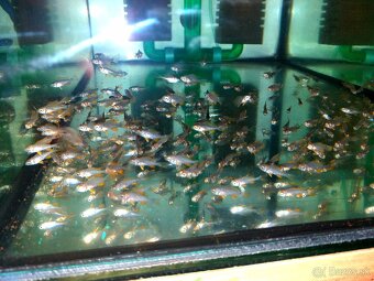 Copadichromis borleyi kadango red fin - 3