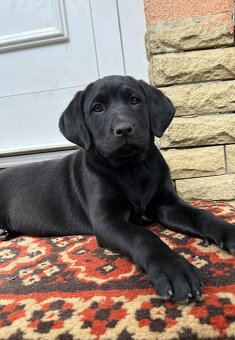 Šteniatko Labrador X Ridžbek - 3