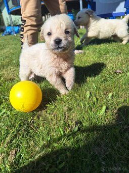 Zlatý retriever - 3