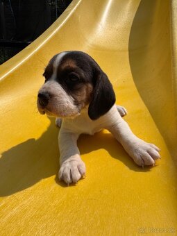 Beagle - 3