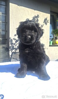 Briard s PP - 3