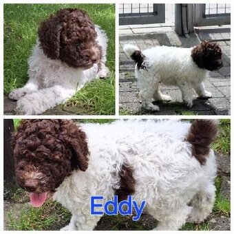 Lagotto romagnolo - pejsek - 3