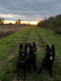 Nemecký ovčiak - 3