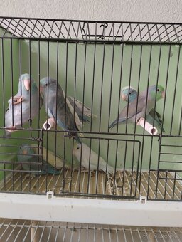 Predám Forpusi a Pyruru zelenolica - 3