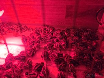 Prepelice Texas a Faraón Jumbo - 3