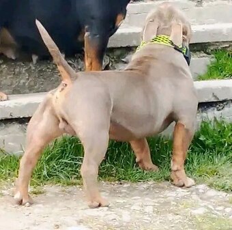 American bully pocket - 3