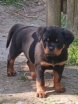 Rottweiler, rtw, rotvajler - 3
