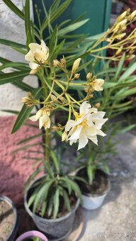 Ponúkam oleander - 3
