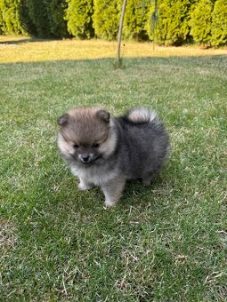 Špic Pomeranian fenka - 3