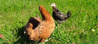 Sliepočky liliputiek - 3