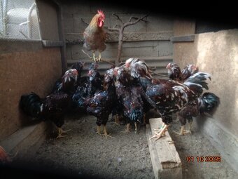 Orlovka pestrá-kohúty - 3