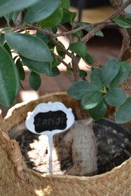 Ficus ginseng 10-15 cm - 3