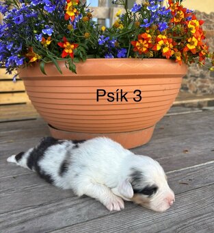 Austrálsky ovčiak: rezervácia šteniatok - 3