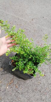 Zemolez/lonicera nitida - 3