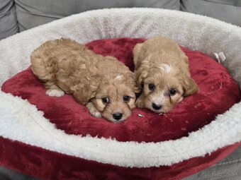 Cavapoo - 3
