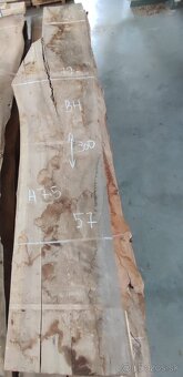 Vysušené brestové fošne, brest, zrkadlové kusy - 3