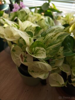 Predám rastlinu Pothos happy leaf - 3
