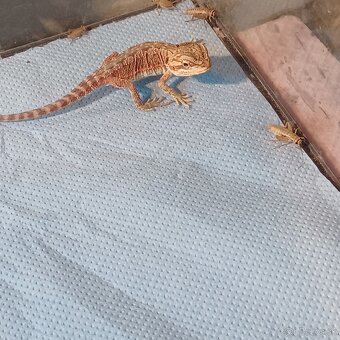 Agama bradatá - 3