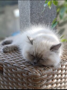 Ragdoll  250€ - 3