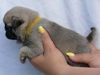 Mops - Štěňátka - 3