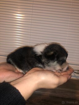 Welsh Corgi pembroke - 3