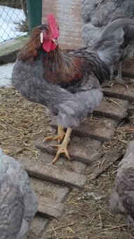 Predam kohuta kohutov - 3