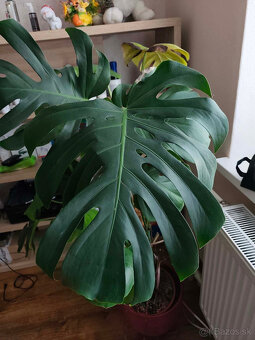 Monstera deliciosa 140 cm - 3