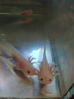 Axolotl Mexický, vodný dráčik - 3