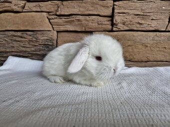 Minilop, zakrslý králik - 3