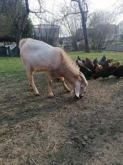 Anglonubijsky cap - 3