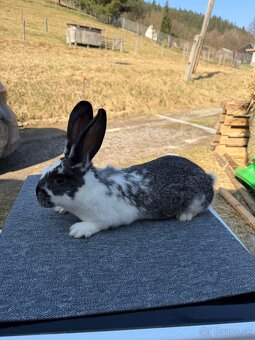 Činčila veľká x Hyla - 3