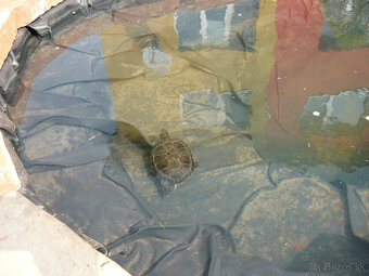 Korytnačka vodná - 3