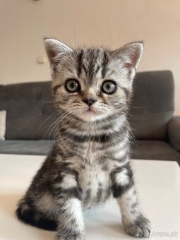 Britské mačiatka - Whiskas - 3