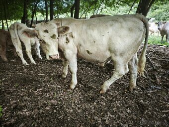 Predam Bykov - Charolais - 3