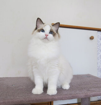 Ragdoll kocourci s průkazem původu k odběru - 3
