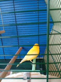 Predam - 3