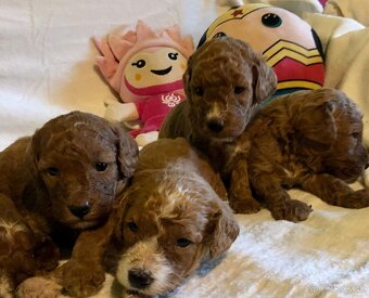 Mini goldendoodle - 3