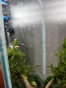 Akcia-Mini ampulária špirálová - Asolene spixi - 3