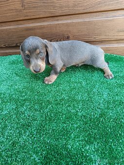 Jazvecìk trpaslici - 3