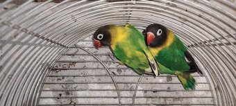 Agapornis škraboskovy - 3