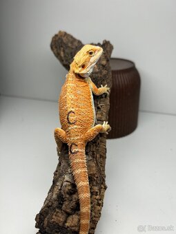 Agama bradatá - samice - 3