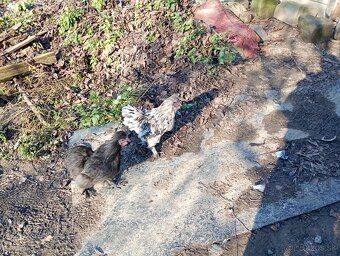 Kohútik hodvaábničky - 3