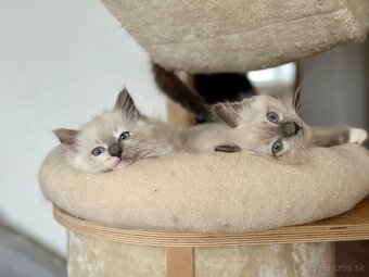 Ragdoll mačiatka - 3