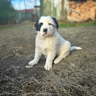 Stredoazijsky ovciak- Alabai - 3