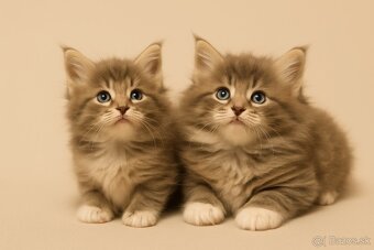 Mainska mývalia, maine coon, MCO - 3