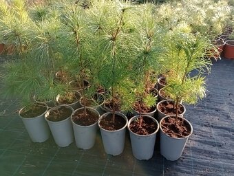 Borovica Rumelská - 3