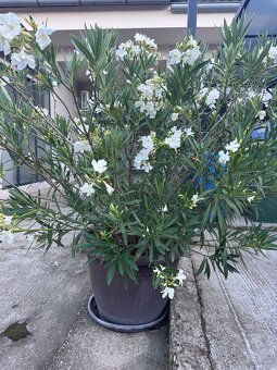 PREDÁM OLEANDRE - 3