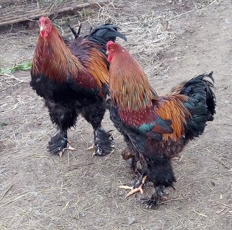 Brahmanka jarabičie NV - 3